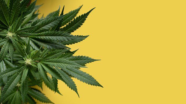marijuana leaf on a yellow background