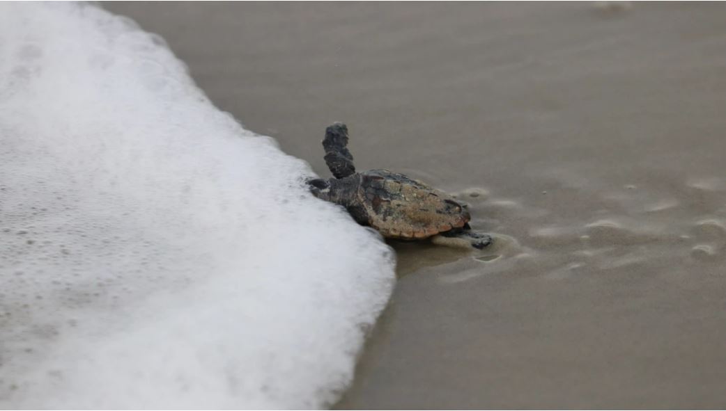Featured image for “It’s a record year for sea turtles at Naval Station Mayport”