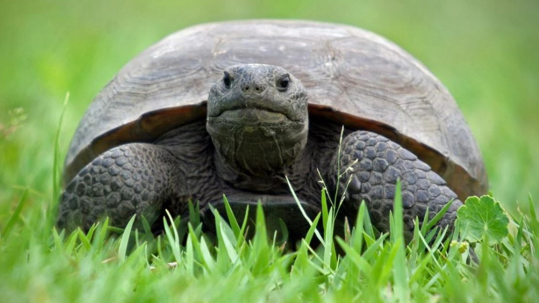 Featured image for “Feds deny increased protection for gopher tortoises”
