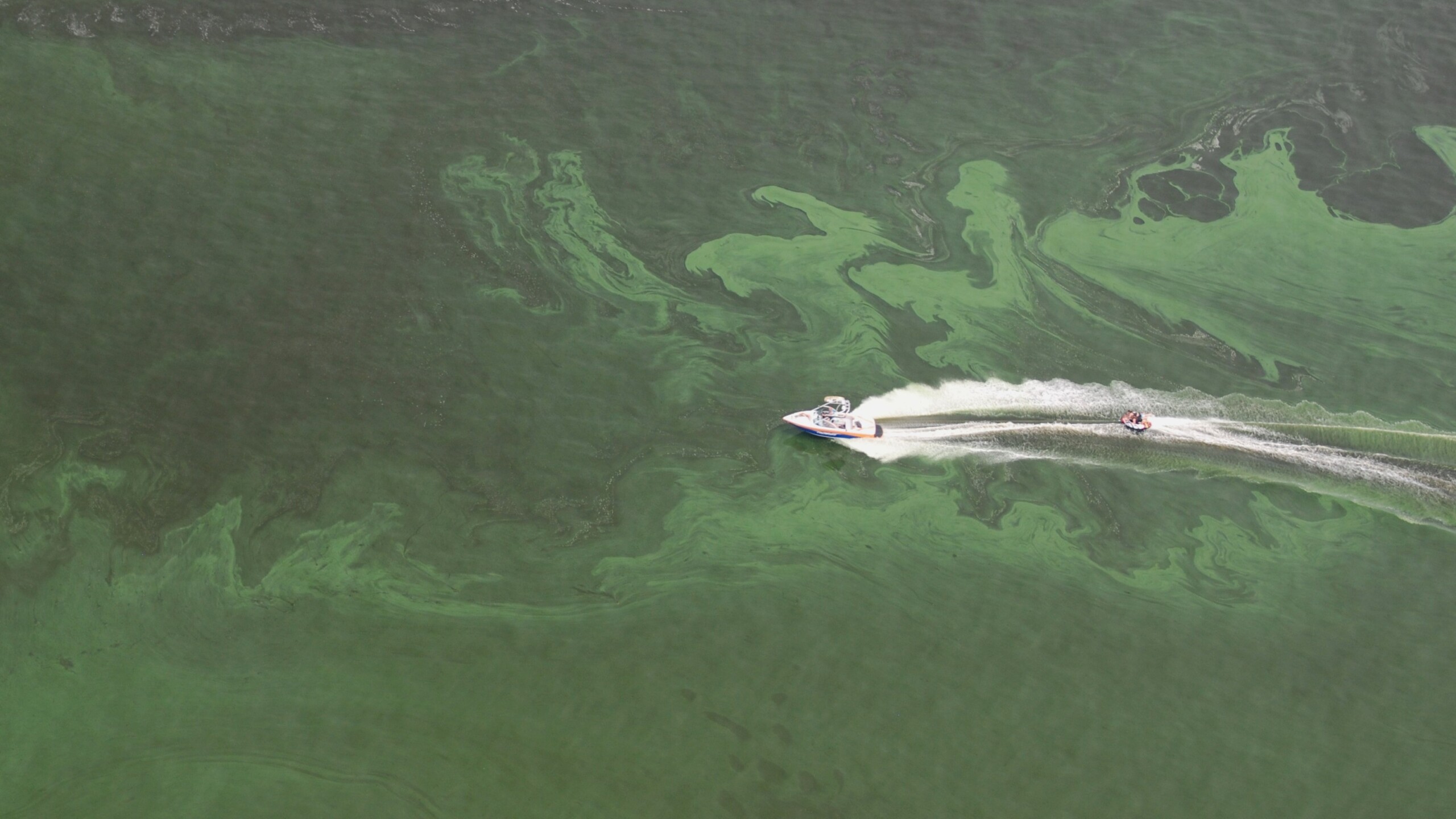A 2016 algae bloom at Doctors Lake. Credit: Dr. Gerry Pinto, Jacksonville University