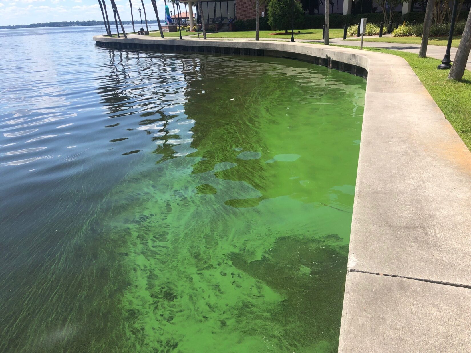 After Ian and Nicole, experts warn of health risks from bluegreen algae Jacksonville Today