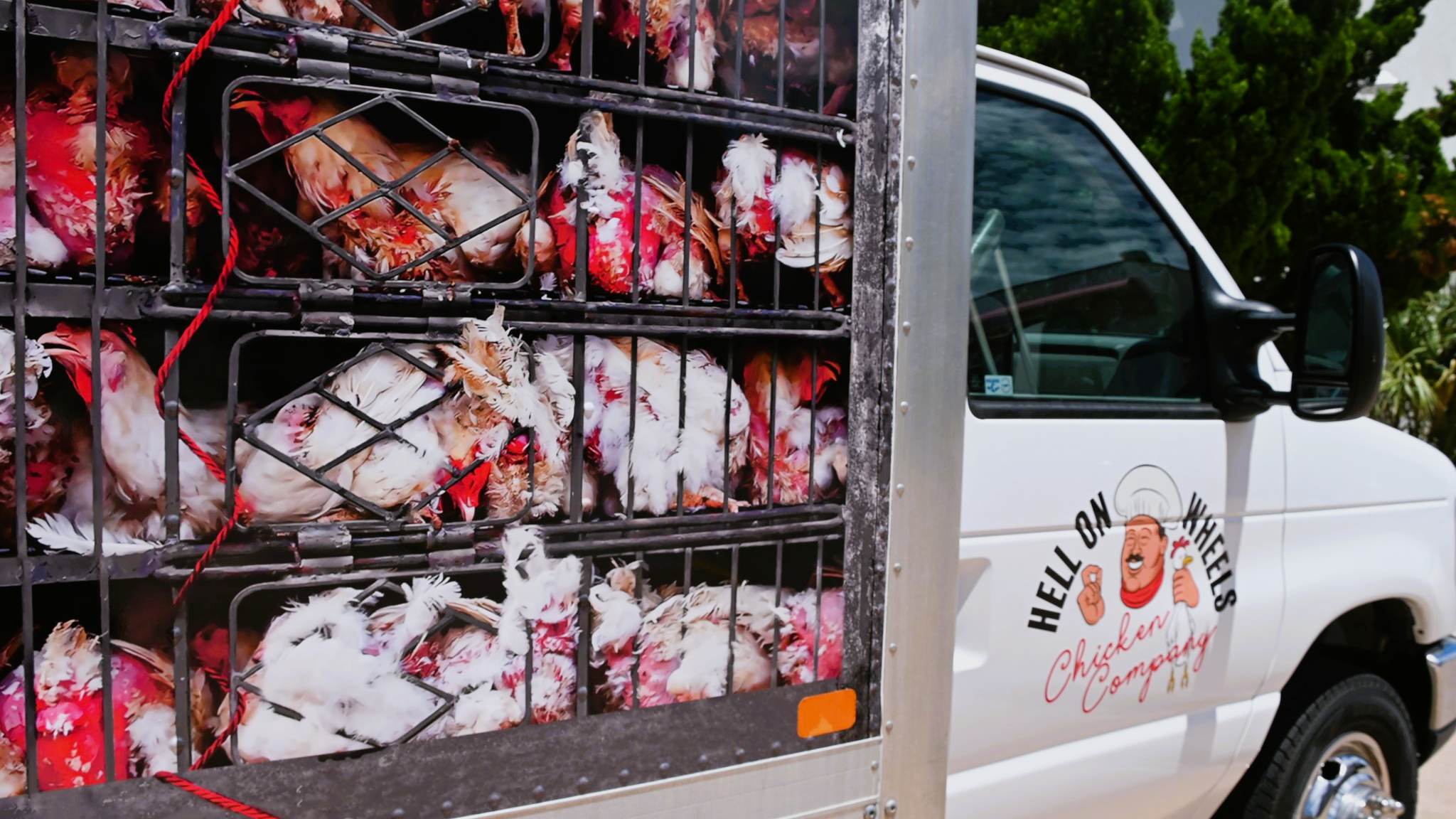 Featured image for “Squawking PETA protest targets schools and chicken restaurants”