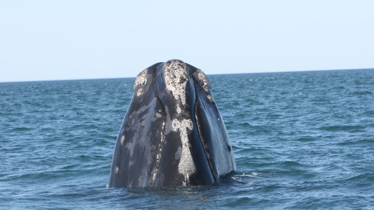 Featured image for “Right whale protections pit Rubio and Scott against environmentalists”