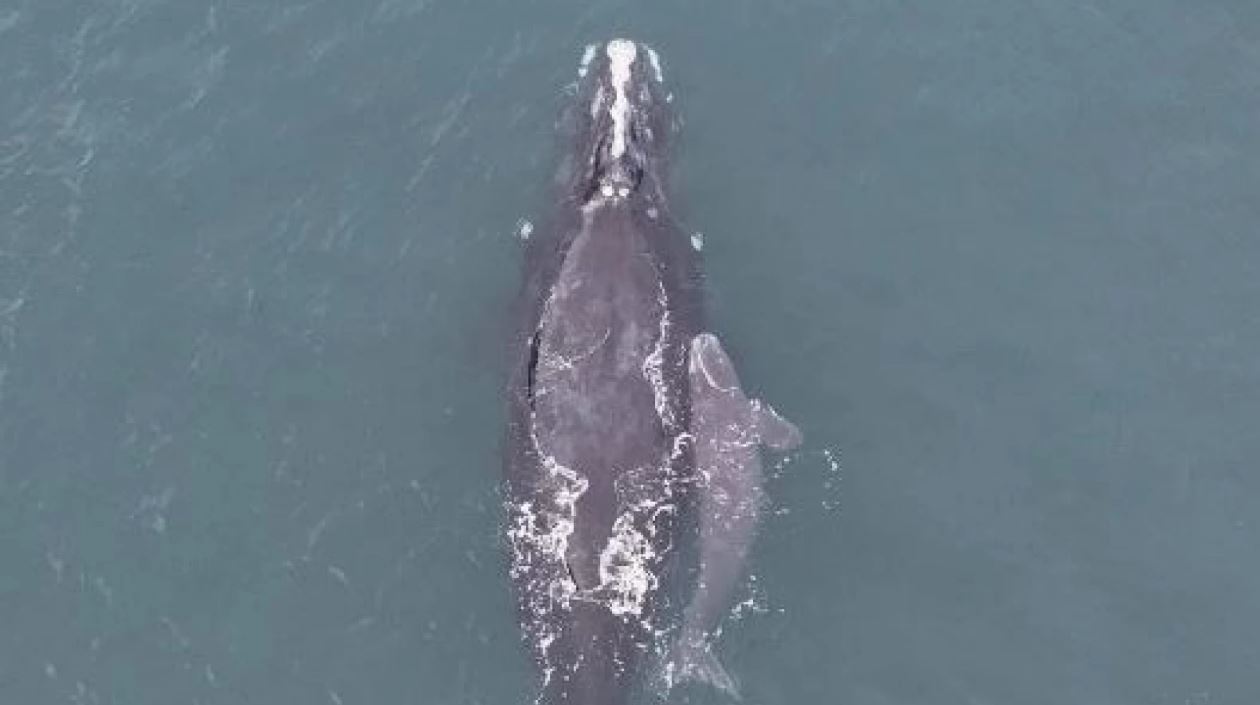 Featured image for “Two more right whale calves discovered”