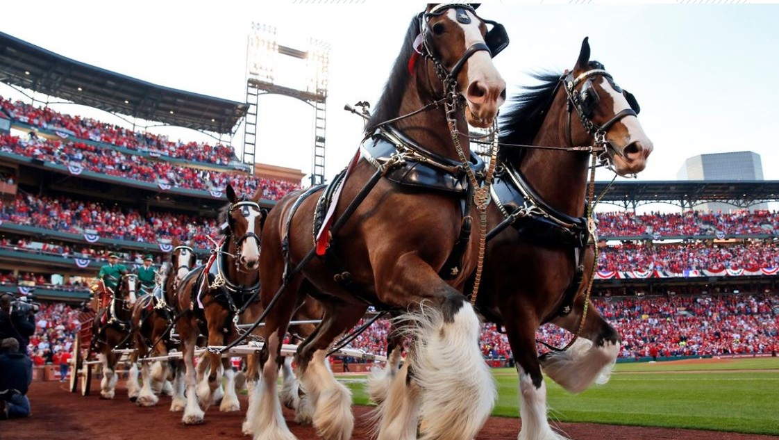 Featured image for “Budweiser Clydesdales will trot across the First Coast”
