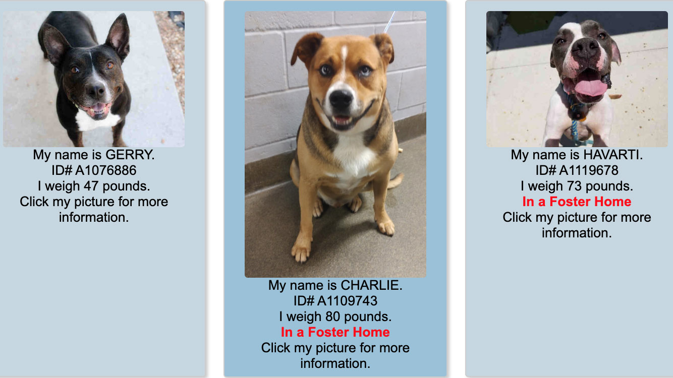 Featured image for “Jacksonville city shelter stops taking dogs after virus case”
