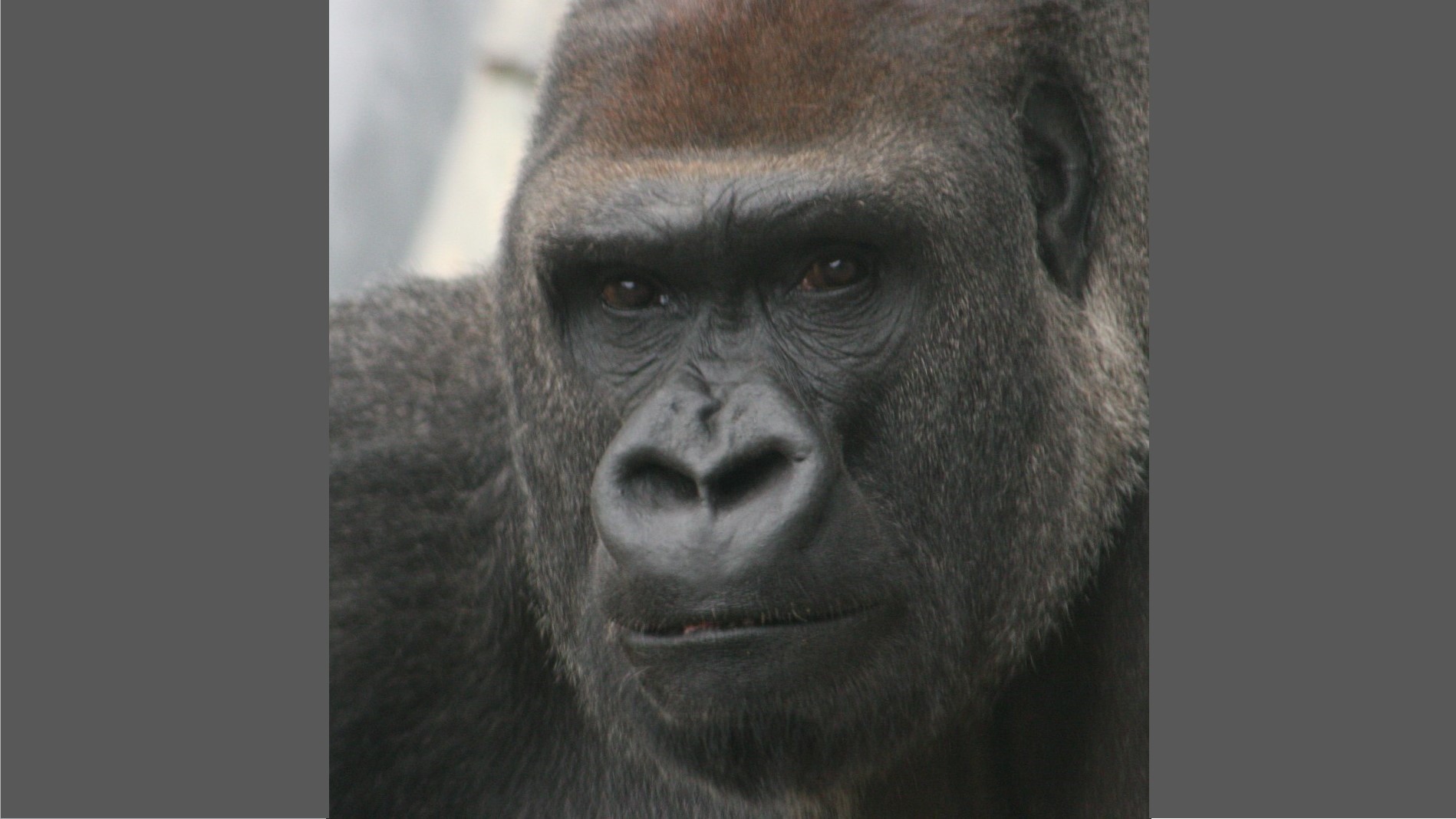 Featured image for “Lash the gorilla dies at Jacksonville zoo”