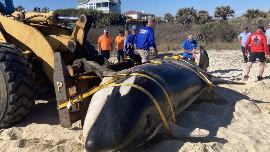 Featured image for “Stranded killer whale to be buried in Gainesville”