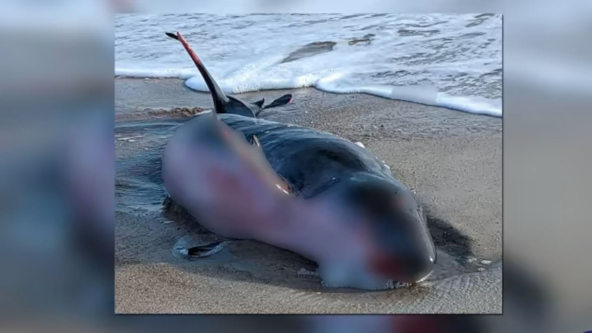 Featured image for “Whale dies after beaching at Hanna Park”