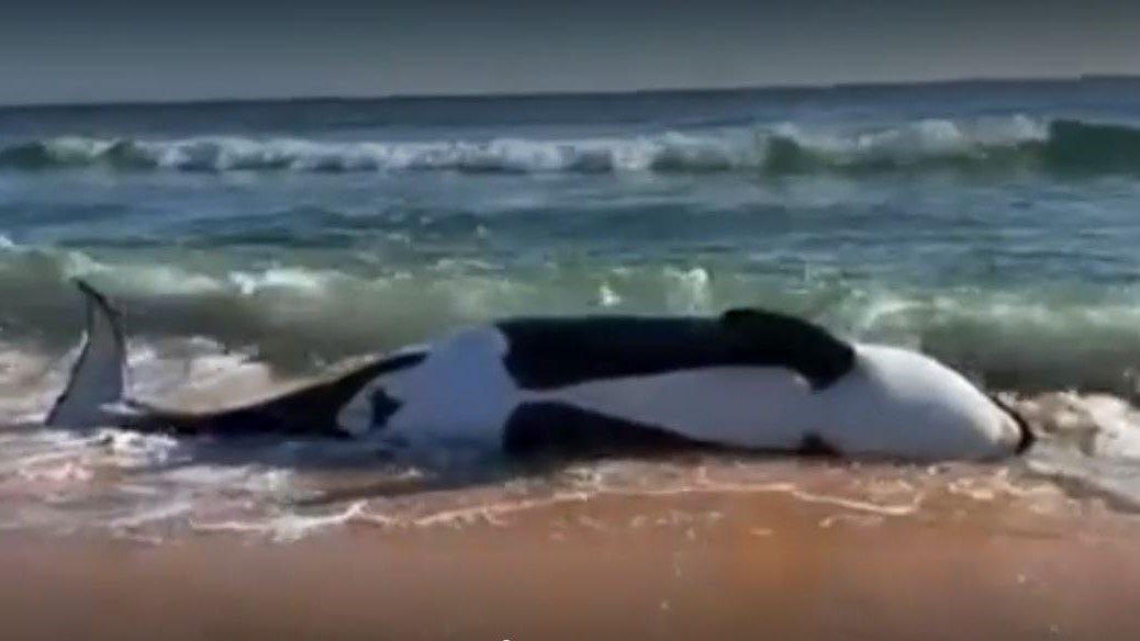 Featured image for “21-foot orca washes ashore in Palm Coast”