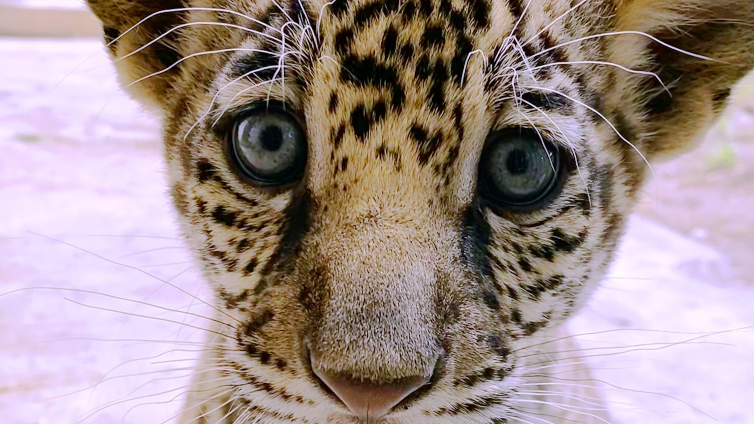 Featured image for “This baby Jaguar was just born at the zoo. He needs a name.”
