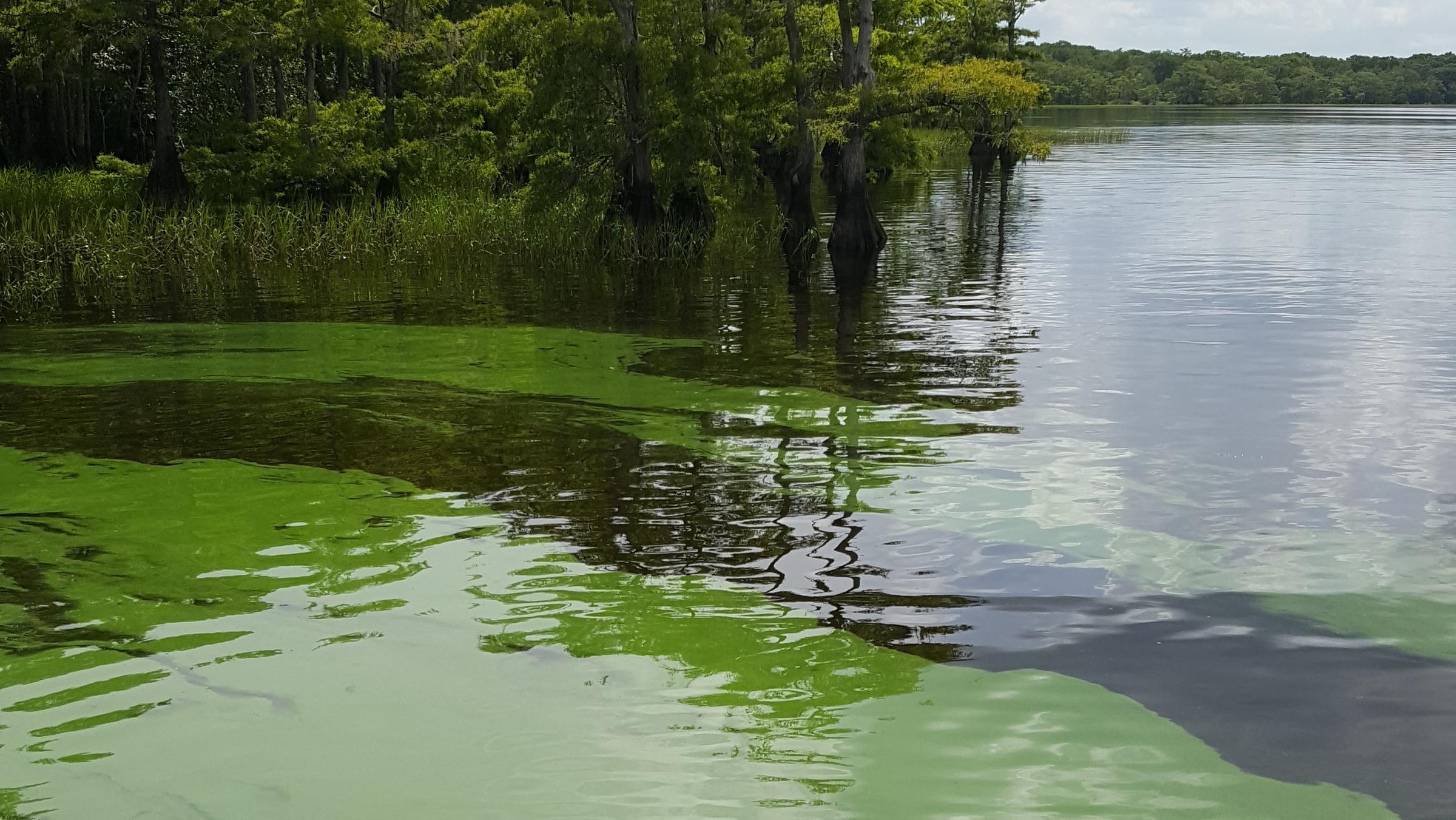 Featured image for “Algae bloom warning issued for Clay County”