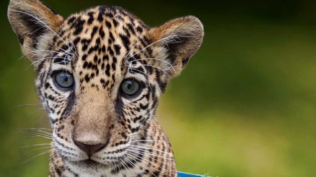 Featured image for “Meet Banks — the new baby jaguar at the Jacksonville zoo”