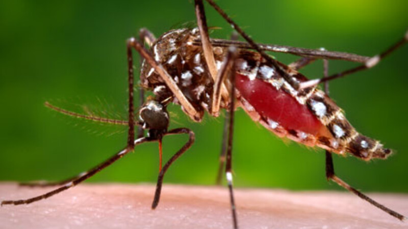 Featured image for “Second case of West Nile Virus found in Duval County”