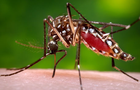 Featured image for “Climate change may increase risk of mosquito-borne illness”