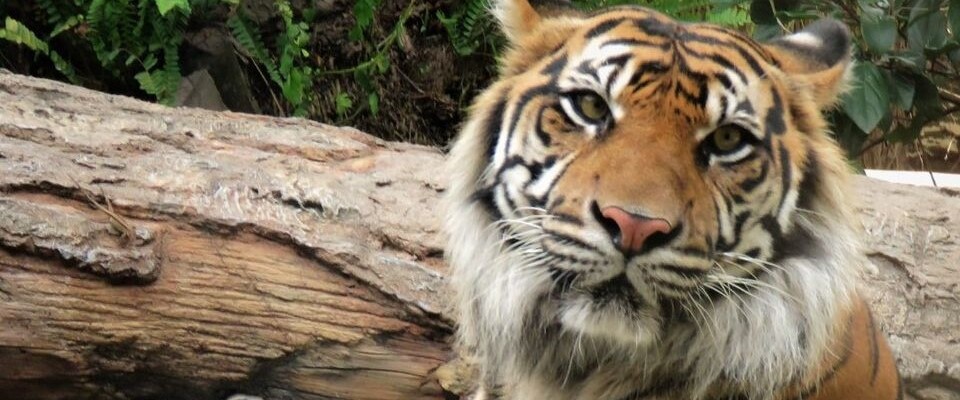 Lucy, a Sumatran tiger at the Jacksonville Zoo and Gardens, died at age 12.
