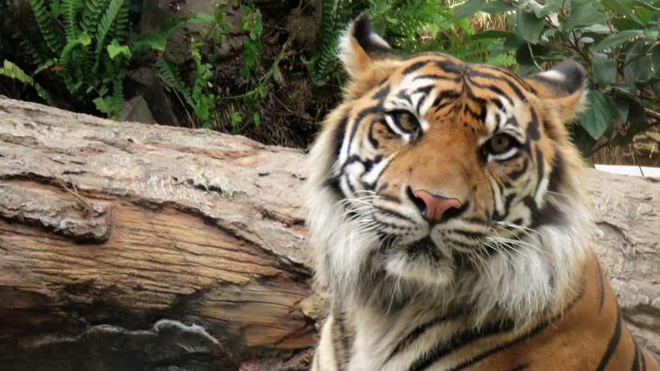 Lucy, a Sumatran tiger at the Jacksonville Zoo and Gardens, died at age 12.
