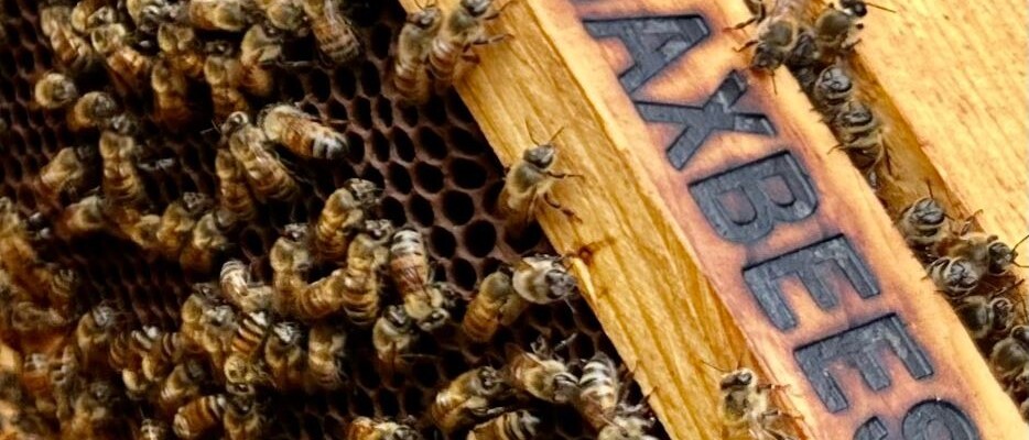 Bees today are threatened with parasites, pesticides, and climate change.