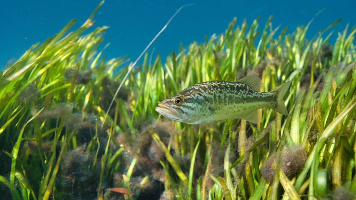 A largemouth bass is shown near eel grass in the St. Johns River. | St. Johns Riverkeeper