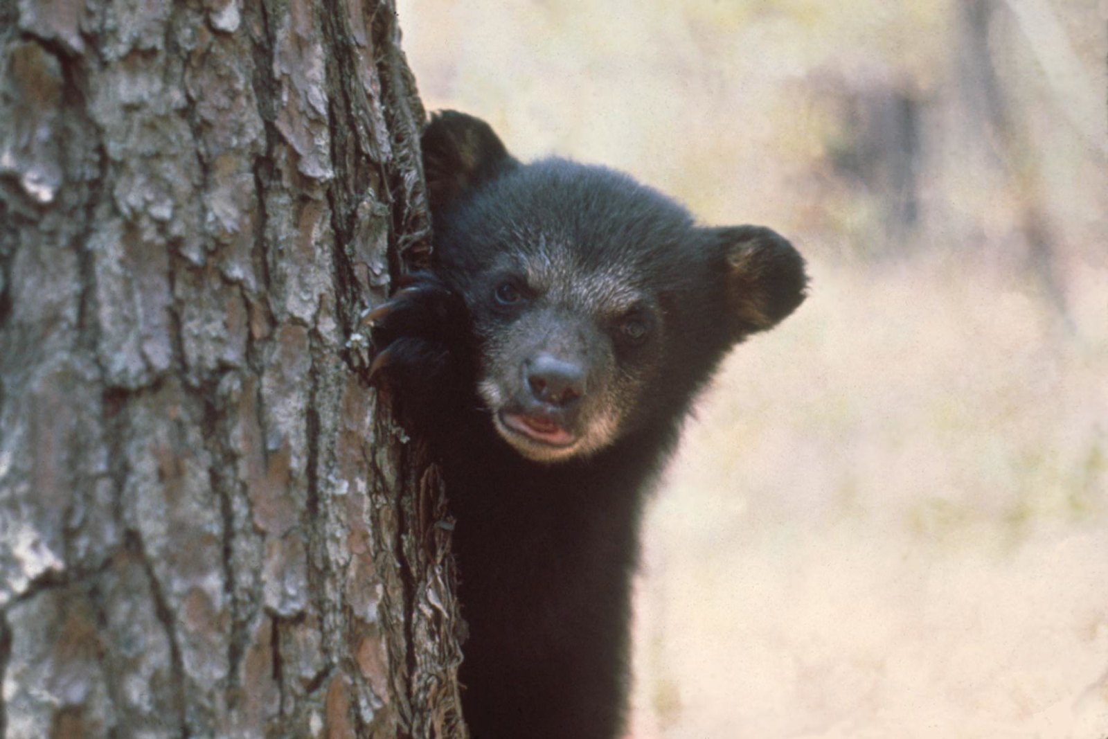 Featured image for “North Florida lawmaker calls for bear hunt”