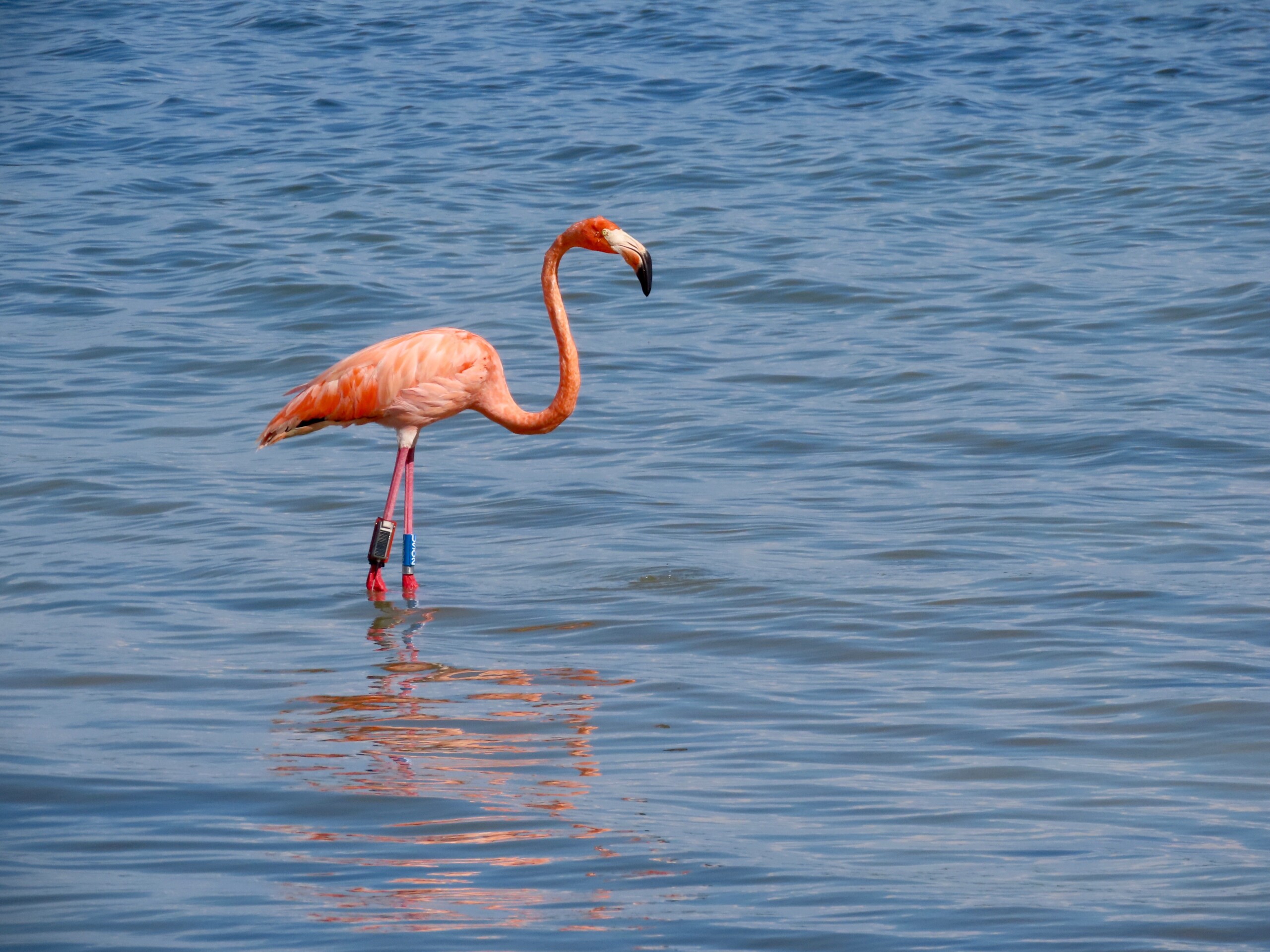 Featured image for “American Flamingo may ride ‘pink wave’ back to Florida”