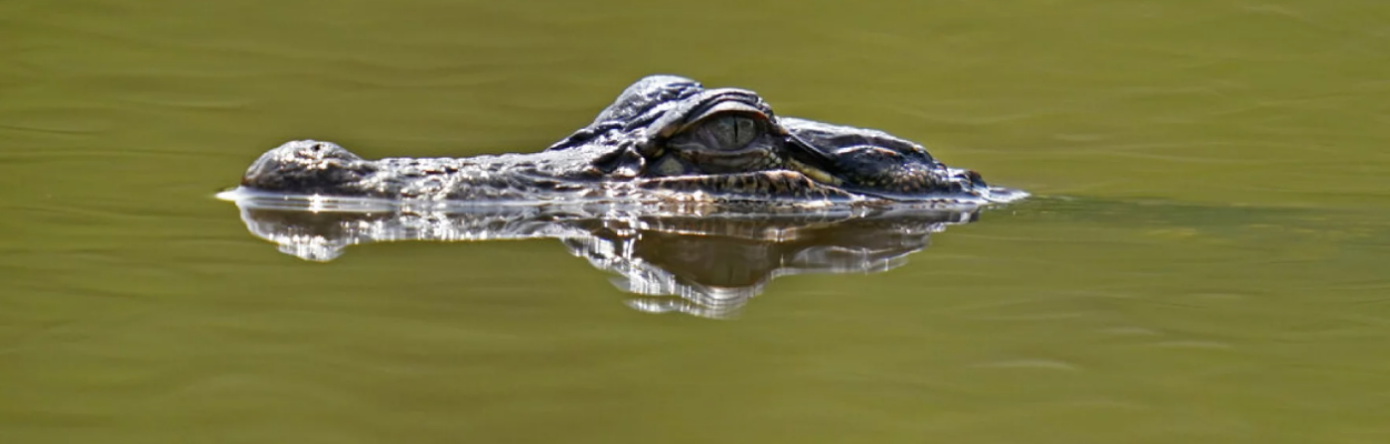 The Florida Fish and Wildlife Conservation Commission may expand where alligator hunters can hunt. | Gerald Herbert, AP