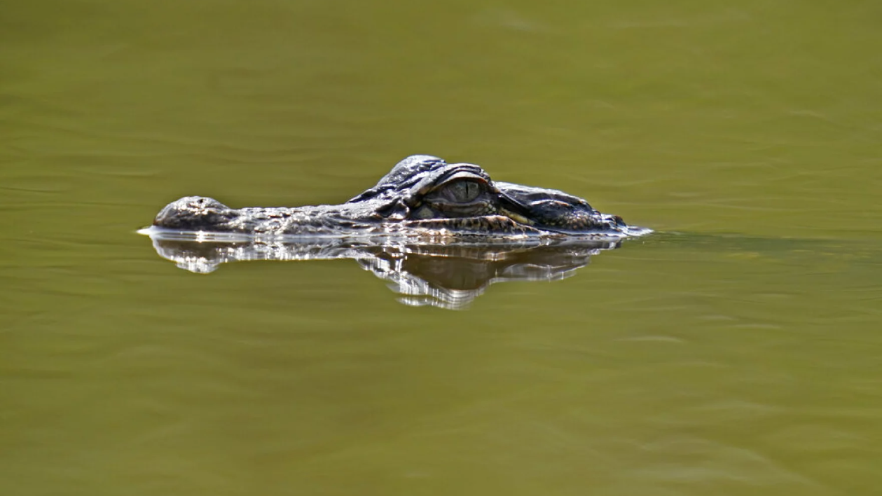 The Florida Fish and Wildlife Conservation Commission may expand where alligator hunters can hunt. | Gerald Herbert, AP