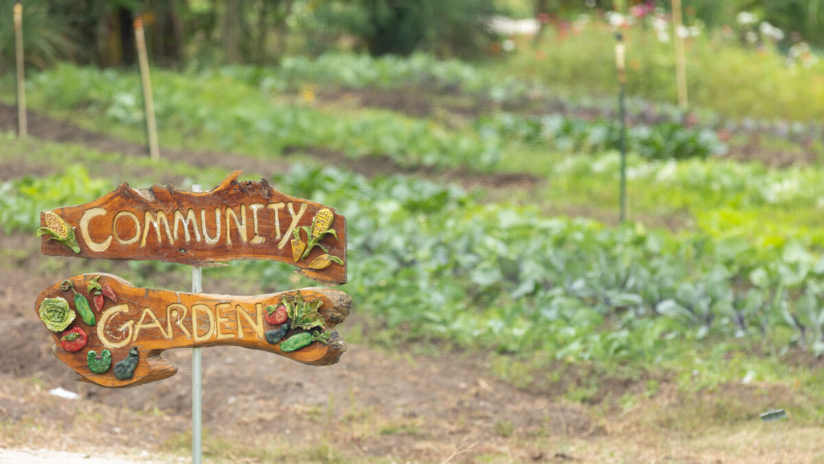 Eartha's Farm and Market held its first farmer's market on Saturday, Nov. 11, 2023, in the Moncrief Springs community. | Will Brown, Jacksonville Today