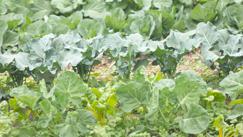 Featured image for “Jacksonville farmers markets brace for SNAP uncertainty”