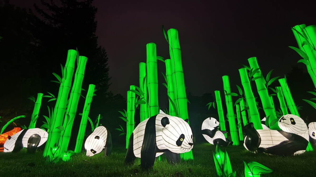 Glowing dragons and pandas will brighten ZOOLights Jacksonville Today