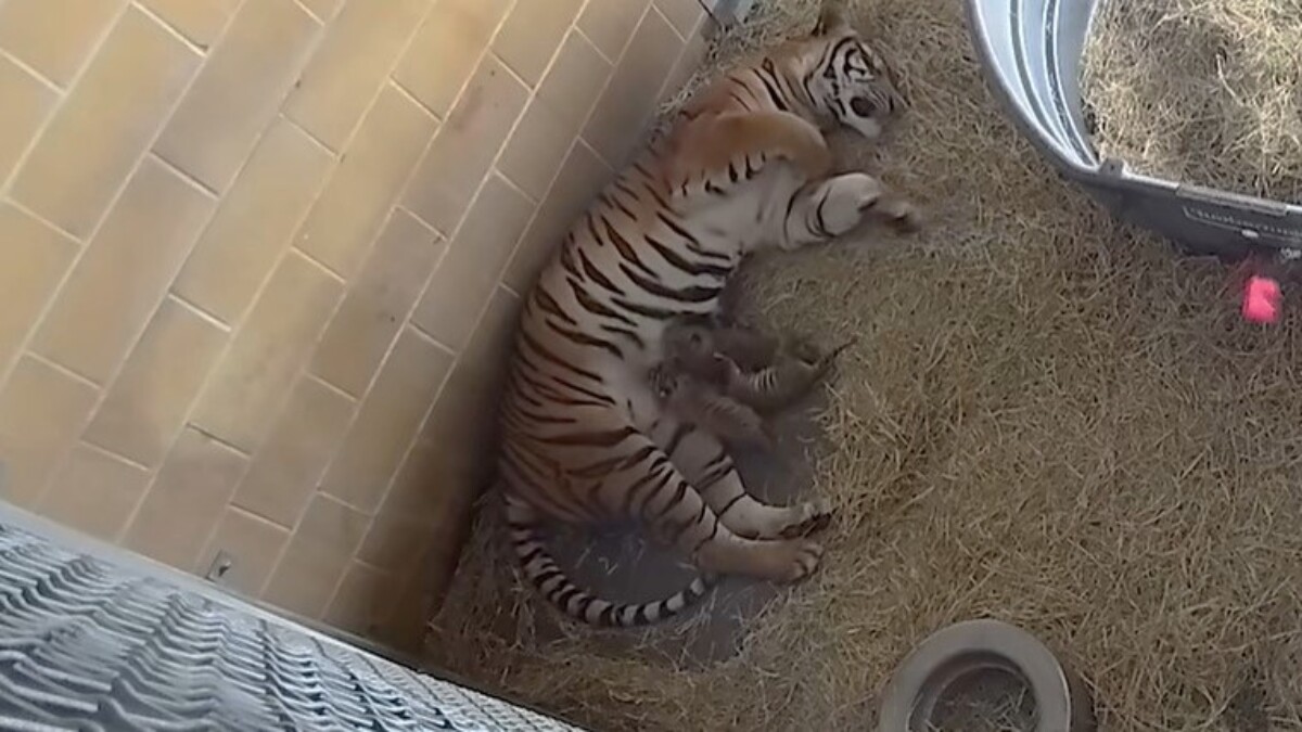Cinta, the Jacksonville Zoo and Gardens Malayan tiger, nestles with her three new cubs in her nursery enclosure. | Jacksonville Zoo and Gardens