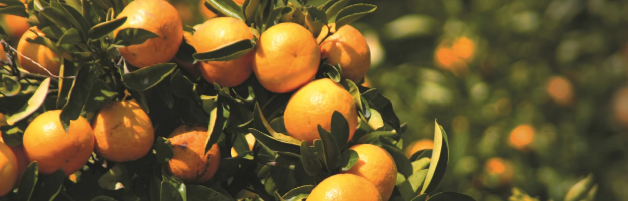 Florida’s struggling citrus industry could be showing signs of recovery from the devastation of Hurricane Ian and the decades-long fight against citrus greening disease. | PepsiCo aia AP Images