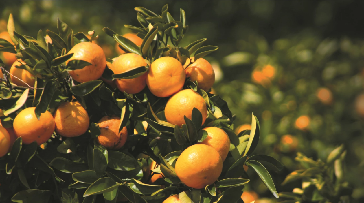 Featured image for “Warmer winter may help citrus industry recover”