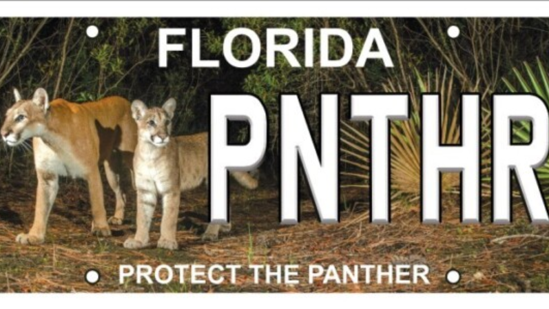 Featured image for “New panther license plate available for Florida motorists”