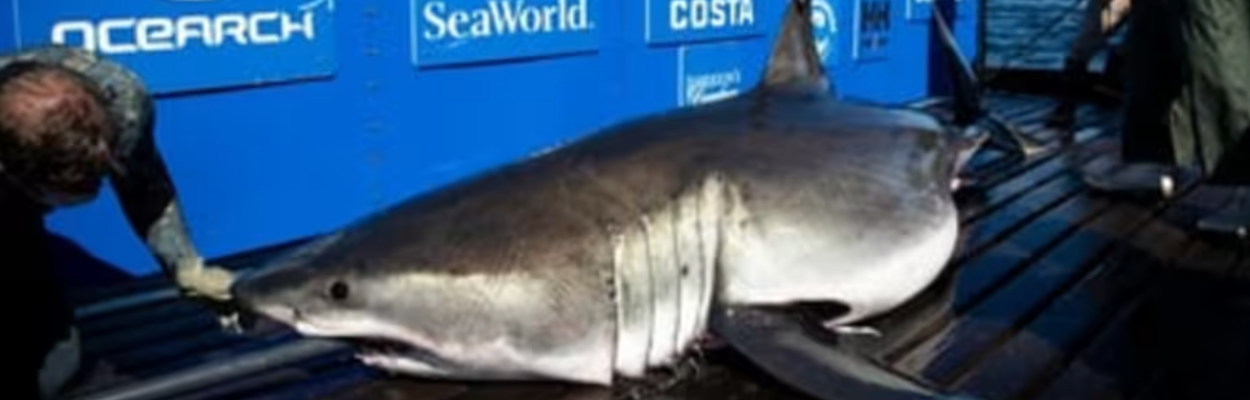 Breton is the first shark tagged during Ocearch's Expedition Nova Scotia 2020. He is named for Cape Breton, where he was tagged.