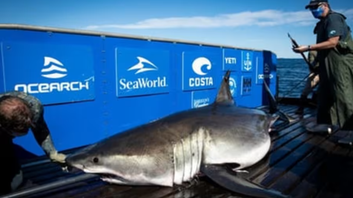 Featured image for “13-foot great white shark swims off First Coast”