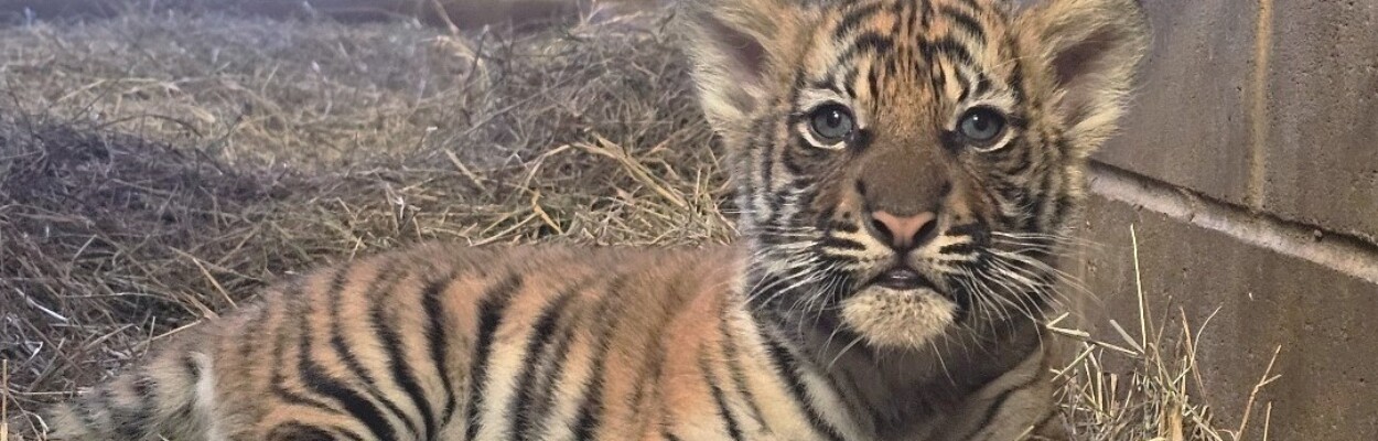 The Jacksonville Zoo and Gardens is seeking a name for this Malayan tiger cub. | Jacksonville Zoo and Gardens
