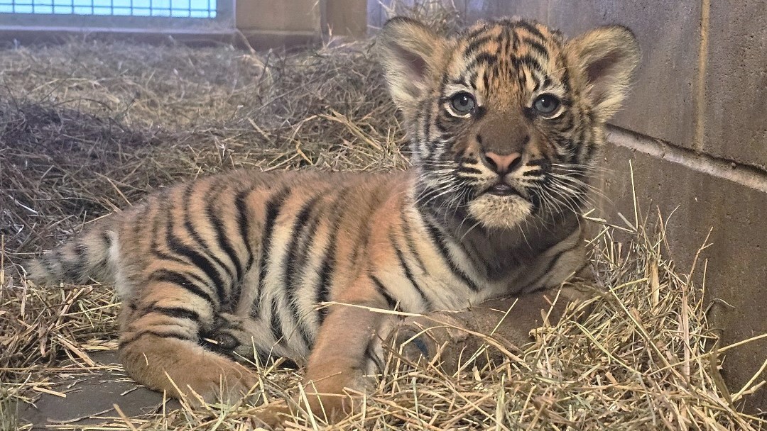 Featured image for “This Jacksonville tiger cub still needs a name”