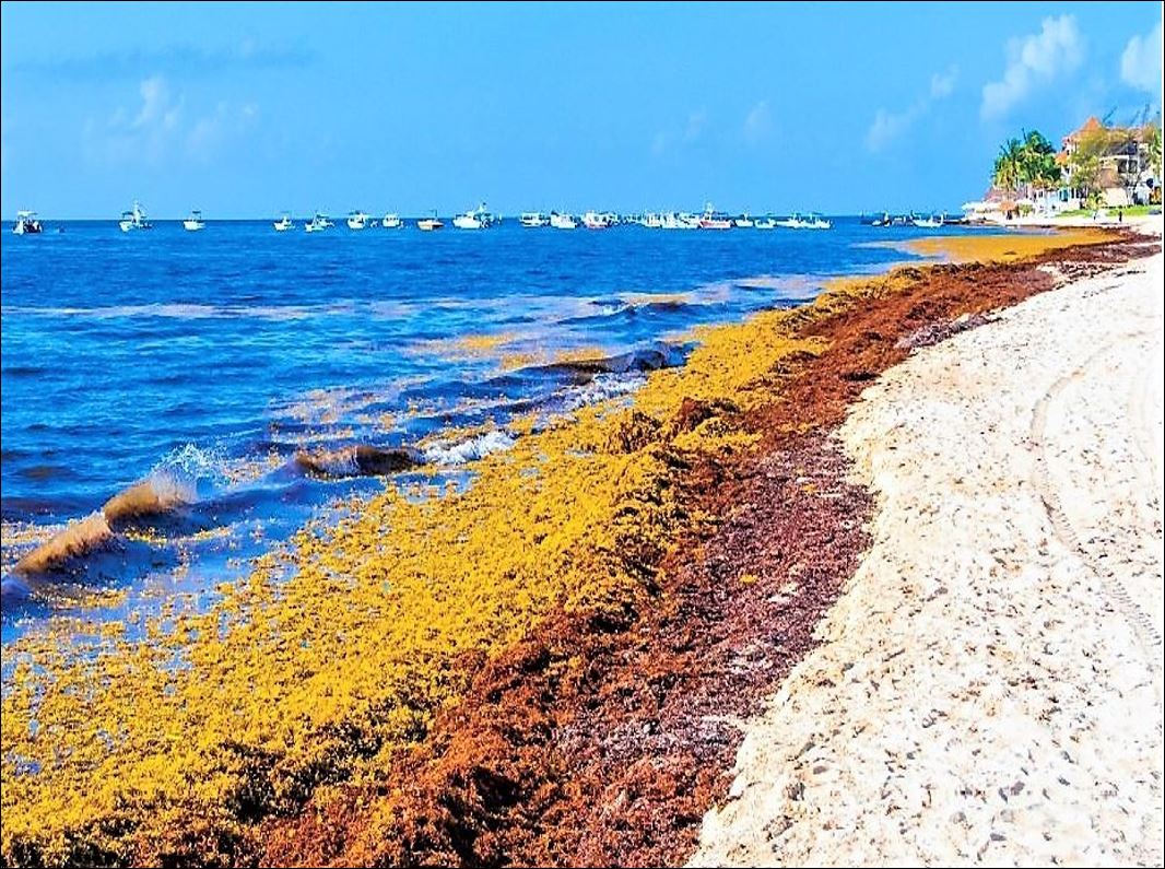 Featured image for “Record sargassum mass is growing in the Atlantic”
