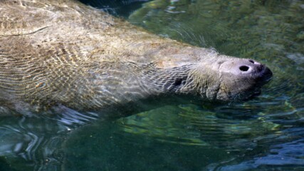 Featured image for “The sad death of a manatee nursed to health in Jacksonville”