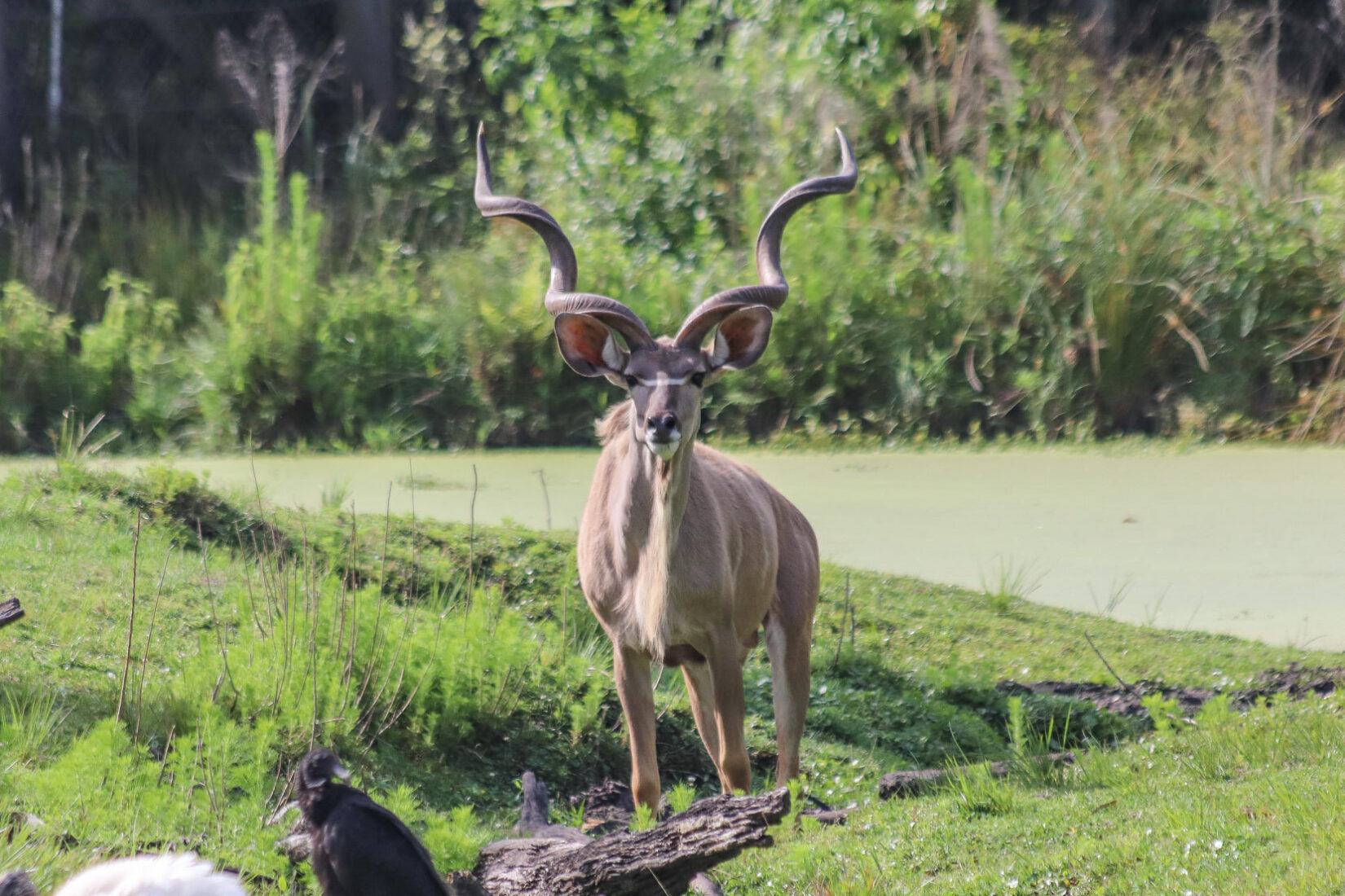 Jacksonville Zoo’s geriatric giraffe has died Jacksonville Today