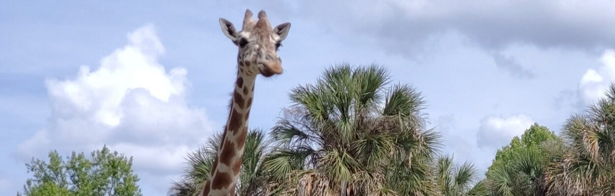 Spock, a 22-year-old giraffe at the Jacksonville Zoo and Gardens, has died. | Jacksonville Zoo and Gardens