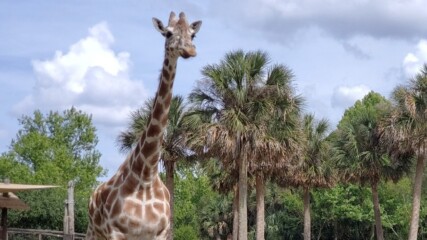 Featured image for “Jacksonville Zoo’s geriatric giraffe has died”