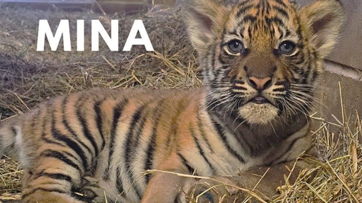 The public chose the name Mina for the new tiger cub at the Jacksonville Zoo. | Jacksonville Zoo and Gardens