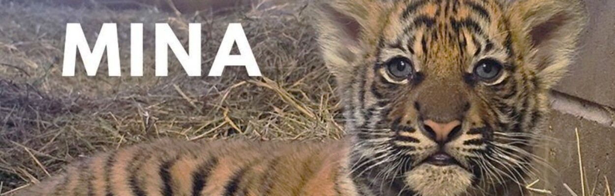 The public chose the name Mina for the new tiger cub at the Jacksonville Zoo. | Jacksonville Zoo and Gardens