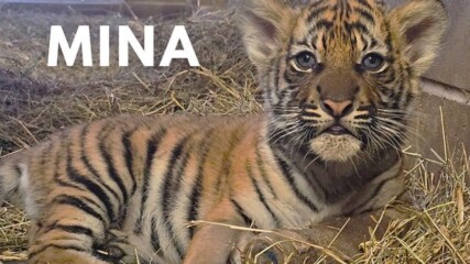 Featured image for “Meet Mina, the new tiger cub at the Jacksonville Zoo”