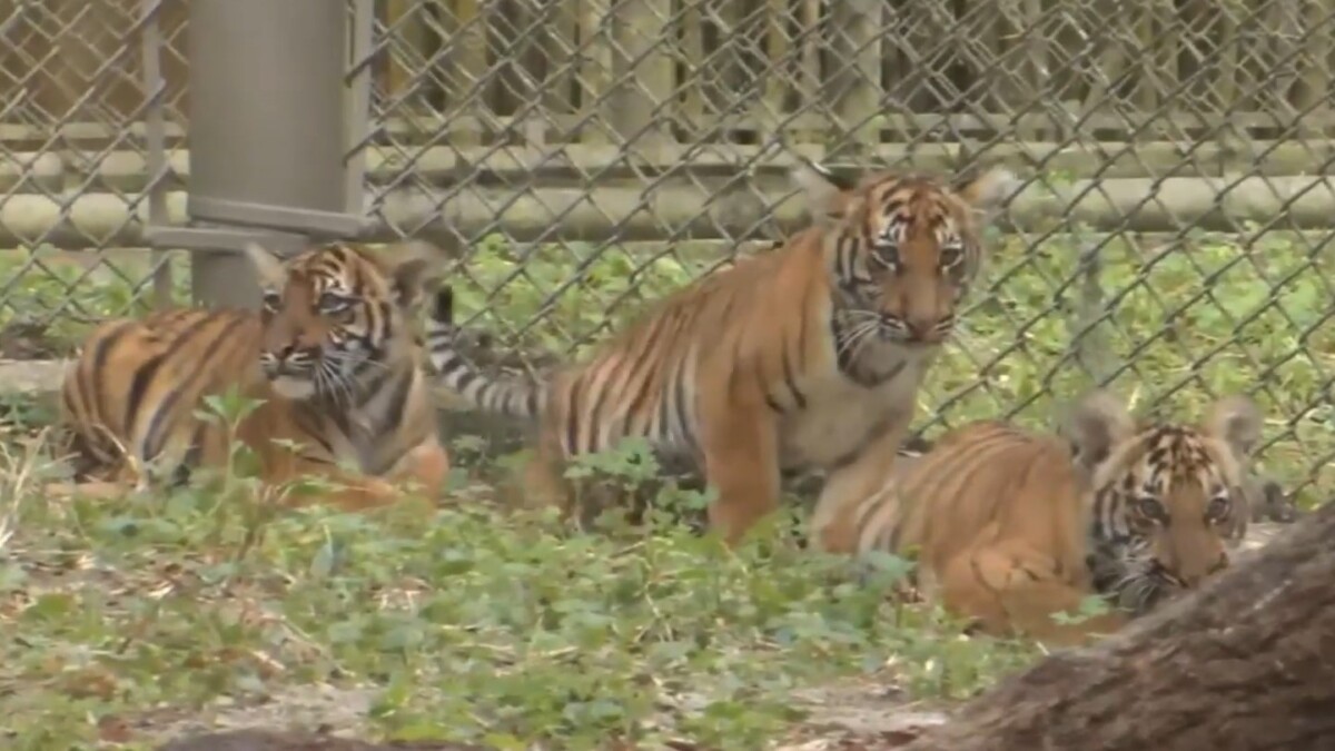 Three Malayan tiger cubs are ready to strut for the public at the Jacksonville Zoo and Gardens this week. l News4Jax.
