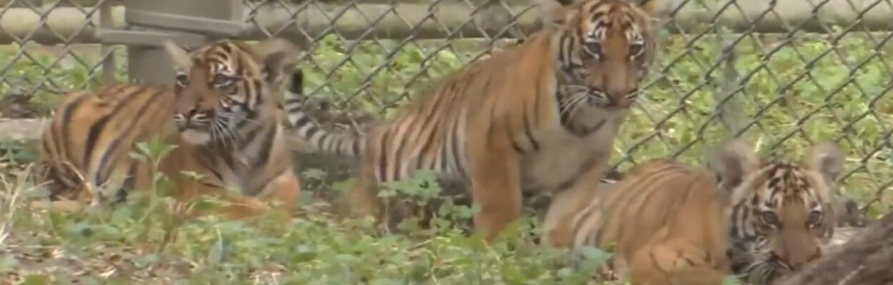 Three Malayan tiger cubs are ready to strut for the public at the Jacksonville Zoo and Gardens this week. l News4Jax.