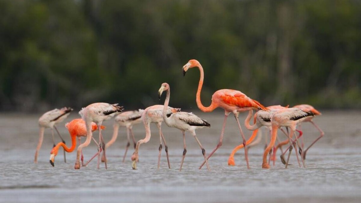 National Park Service Data Manager and Ecologist Judd Patterson photographed this flock of flamingos in Lake Ingram in 2012, a sighting that helped launch a study that eventually concluded flamingos are native to Florida and should have protected status. | Judd Patterson, National Park Service