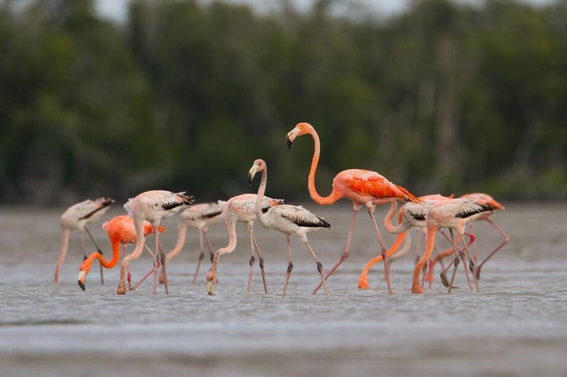 Featured image for “The flamingo may finally take its place as Florida’s state bird”
